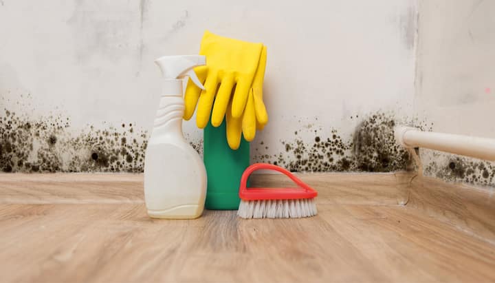 Know About Mold Removal In Boise