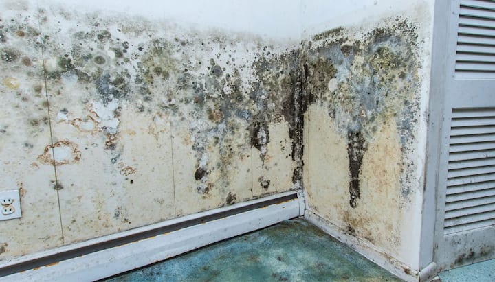 Mold Damage Odor Control Services in Boise